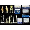various bones models