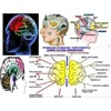ei emotional intelligence