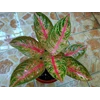 widuri golden ( a) ( terjual)