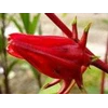 red rosela