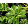 potatorum var white