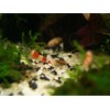 crs ( crystal red shrimp)