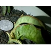 sanseveria silverblue varigatha