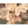 serabut kelapa