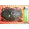 kepiting soka