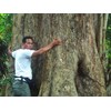 pohon sono keling