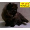 kucing ras