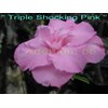 triple shocking pink