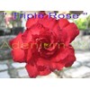 triple rose