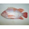 bibit ikan nila merah