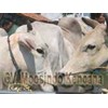 sapi potong jenis po