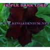 triple dark lord