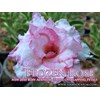 triple frozen rose