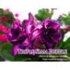 triple violet
