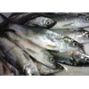ikan bandeng segar