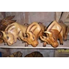 banteng