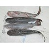 ikan catfish ( arius maculatus)