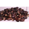 papua nutmeg