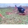 cara merawat rumput gajah mini