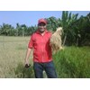 padi bibit unggul varietas bestari