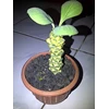 monadenium ritchei variegata 02
