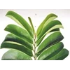 obat kanker - daun sirsak ( kering dan segar ) graviola leaves-2