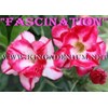 double fascination