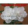 quatro white king [ 4 petals]