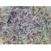 rumput laut