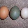 telur horn