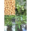bibit pohon macadamia