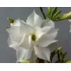 triple white jasmine