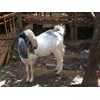 kambing
