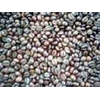 roasted coffee bean ( java coffee)
