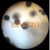 aspergillus niger