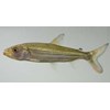 hydrocynus vittatus ( sold out )