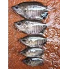 telur dan bibit ikan gurami