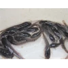 bibit ikan lele