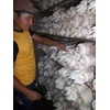 jamur tiram