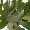 monstera