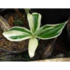 costus variegata