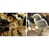 bibit unggas buras, doc ayam kampung, doc kampung super, doc ayam arab, dod bebek ( itik), doq puyuh