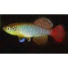 telur killifish