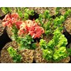 ixora curly