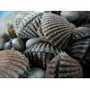 : kerang dara/ red clams ( live)