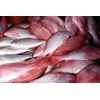 ikan kakap merah