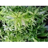 dracaena golden