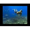 freedive trip