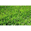 bermuda grass seed
