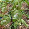 fc ( flemengia congusta)